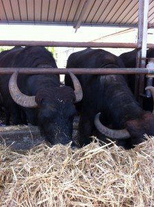 Caseificio-Barlotti-Capaccio-Paestum