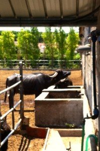  Caseificio-Barlotti-Capaccio-Paestum