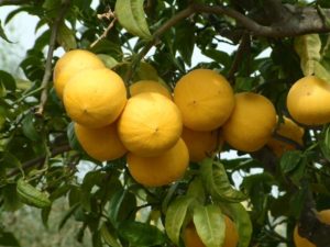 Bergamotti della Calabria